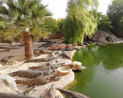 Balade en calèche vers le Park de Crocodile Djerba Activities Dreams
