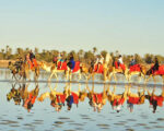 Balade Caravane: chameau ,cheval et calèche Djerba Activities Dreams