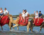 Balade Caravane: chameau ,cheval et calèche Djerba Activities Dreams