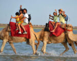 Balade Caravane: chameau ,cheval et calèche Djerba Activities Dreams