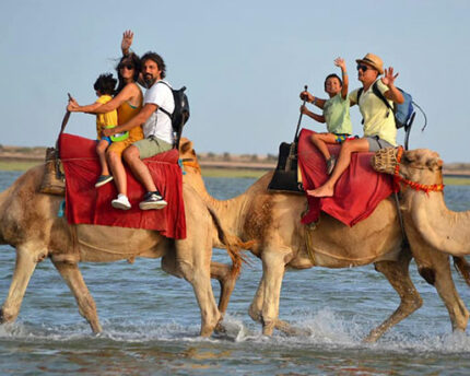 Balade Caravane: chameau ,cheval et calèche Djerba Activities Dreams