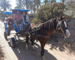 Balade en calèche lagune bleu Djerba Activities Dreams
