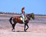Balade cheval Djerba Activities Dreams