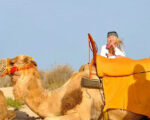 Balade chameau 1h Djerba Activities Dreams
