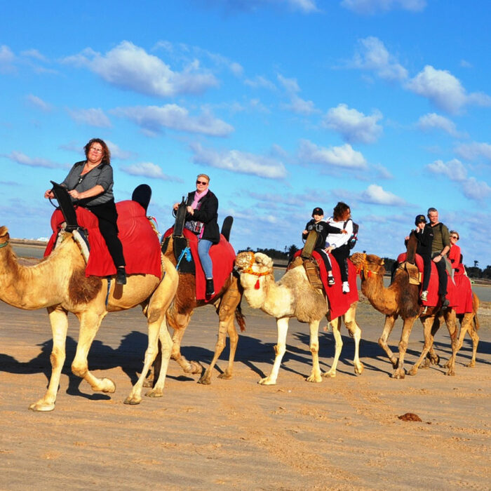 Balade Caravane: chameau ,cheval et calèche Djerba Activities Dreams