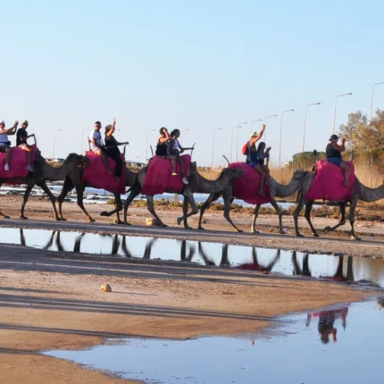 Balade Caravane: cheval ,chameau et calèche