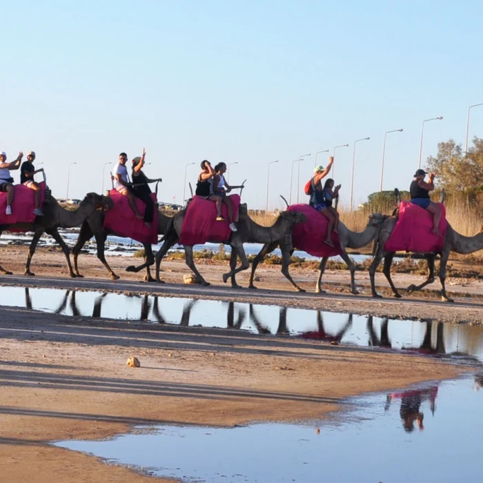 Balade Caravane: cheval ,chameau et calèche