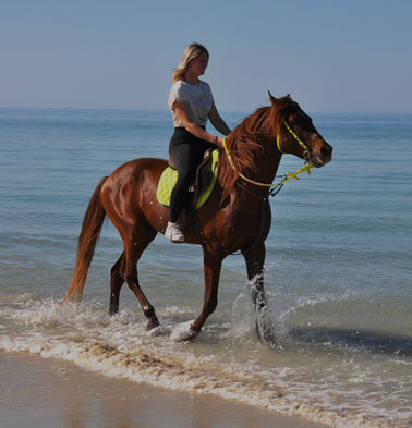 Balade cheval Djerba Activities Dreams