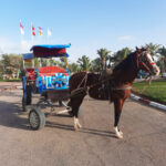 Balade en calèche lagune bleu Djerba Activities Dreams