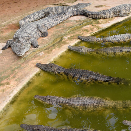 Balade en calèche vers le Park de Crocodile Djerba Activities Dreams