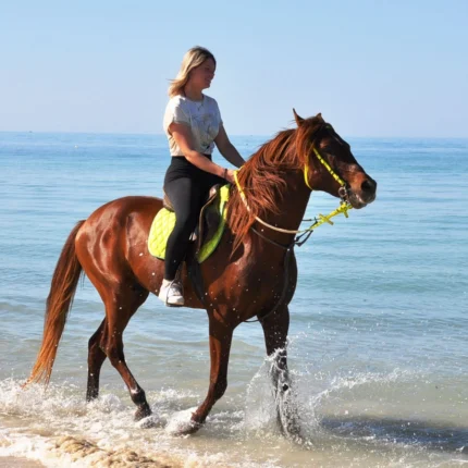 Balade individuelle à cheval