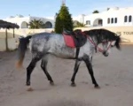 DALEL Djerba Activities Dreams