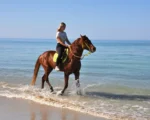 MINOUCH Djerba Activities Dreams
