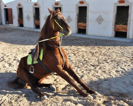 MINOUCH Djerba Activities Dreams