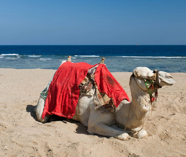 Qui-sommes-nous Djerba Activities Dreams