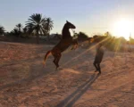 SULTAN Djerba Activities Dreams