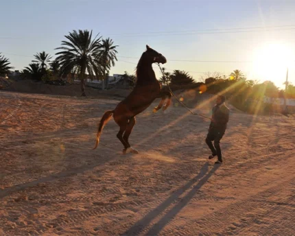 SULTAN Djerba Activities Dreams