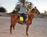 SULTAN Djerba Activities Dreams