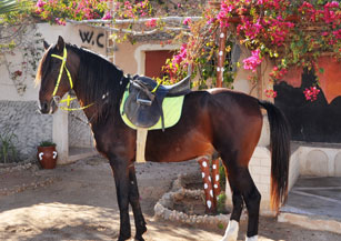 Galerie De Photos Djerba Activities Dreams
