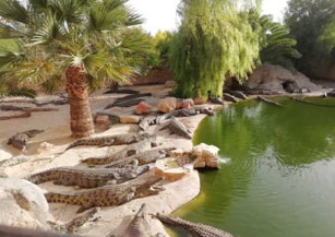 Galerie De Photos Djerba Activities Dreams