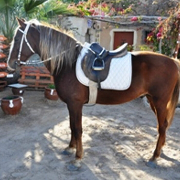 CHIWAWA Djerba Activities Dreams