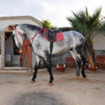 DALEL Djerba Activities Dreams