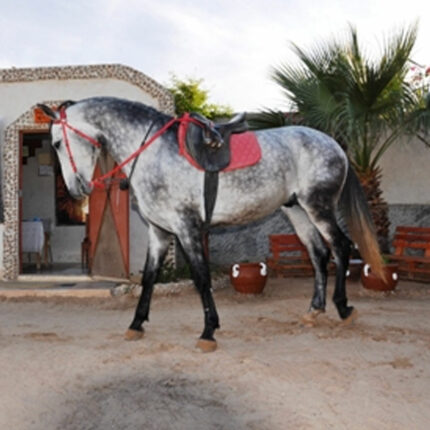 DALEL Djerba Activities Dreams