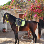 OMDA Djerba Activities Dreams