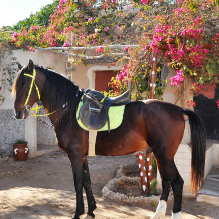 OMDA Djerba Activities Dreams