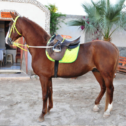 SULTAN Djerba Activities Dreams