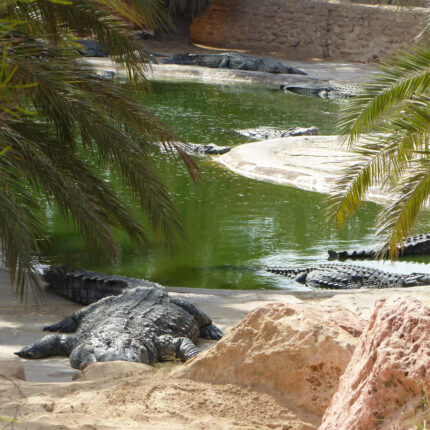 Visite-du-marche-de-Midoun-et-du-parc-de-crocodile