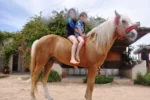 blond cheval djerba