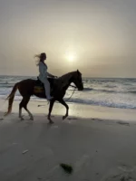 cheval calipso 166 djerba