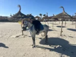 djerba activit cheval tikctok