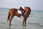 djerba activity cheval prince