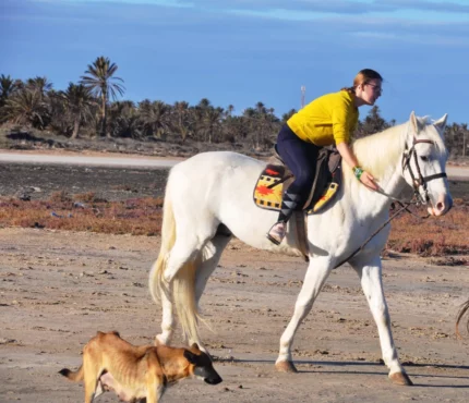 djerba activity dreams cheval