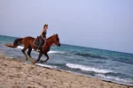 djerba dreams cheval prince