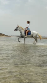 leo blanc cheval djerba